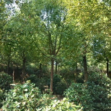供应各种规格大小香樟树，园林绿化工程庭院景观美化