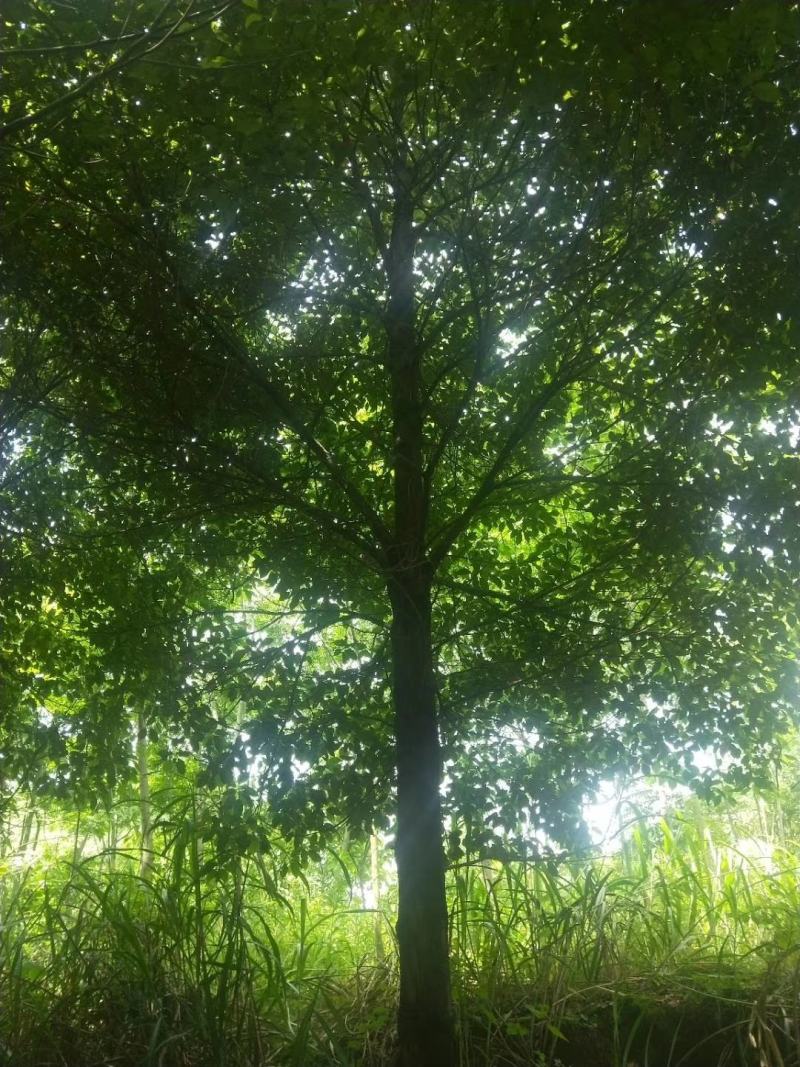 供应各种规格大小香樟树，园林绿化工程庭院景观美化