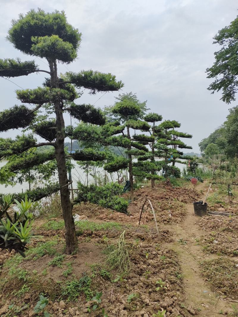 供应罗汉松、造型罗汉松，园林绿化工程庭院景观美化