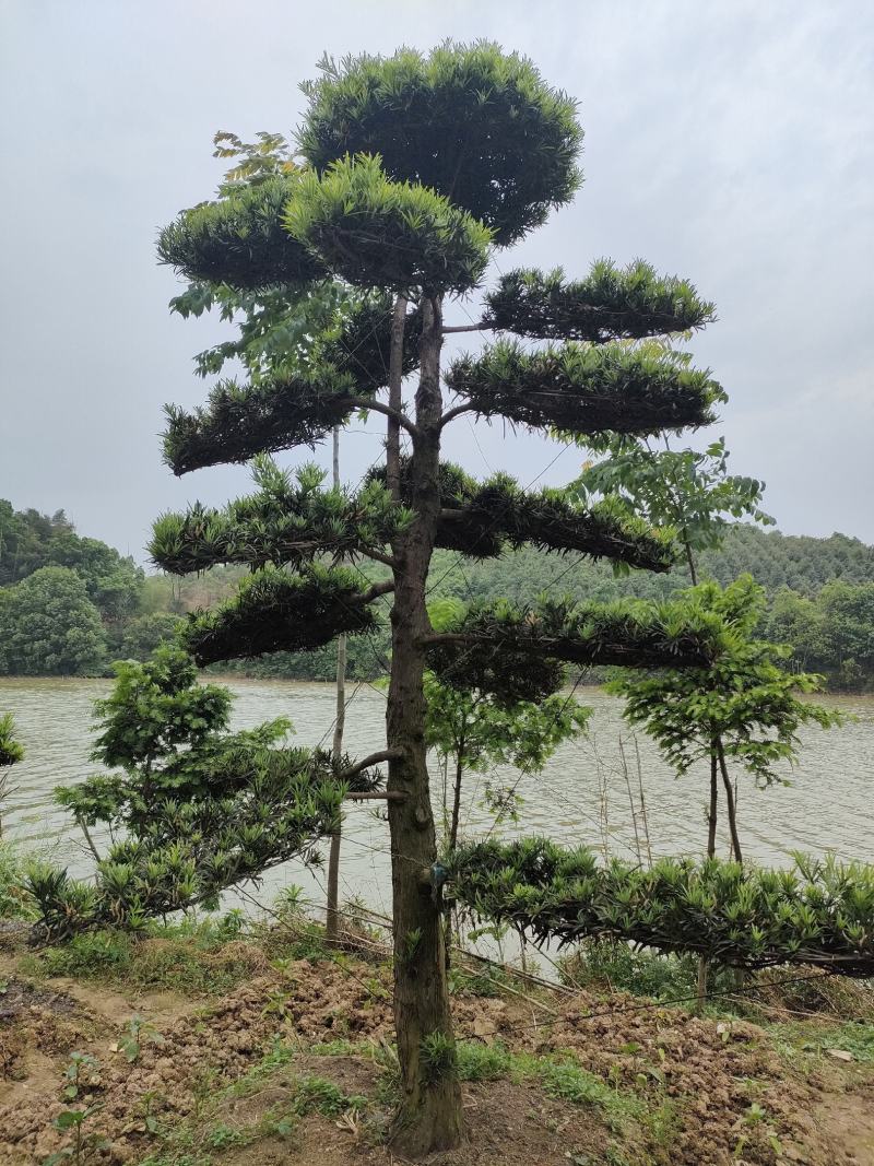 供应罗汉松、造型罗汉松，园林绿化工程庭院景观美化