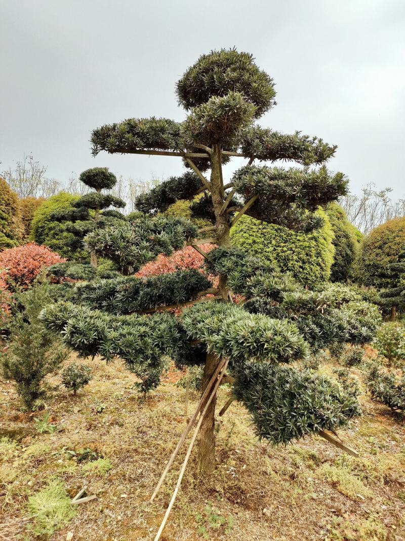 供应罗汉松、造型罗汉松，园林绿化工程庭院景观美化