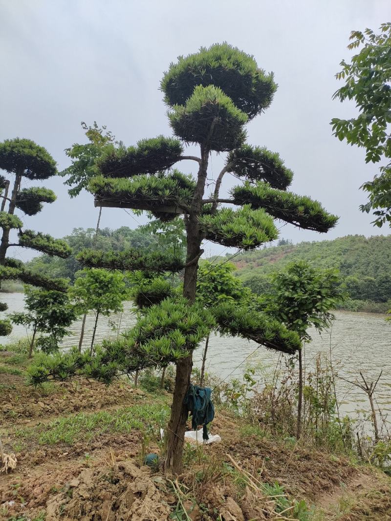 供应罗汉松、造型罗汉松，园林绿化工程庭院景观美化