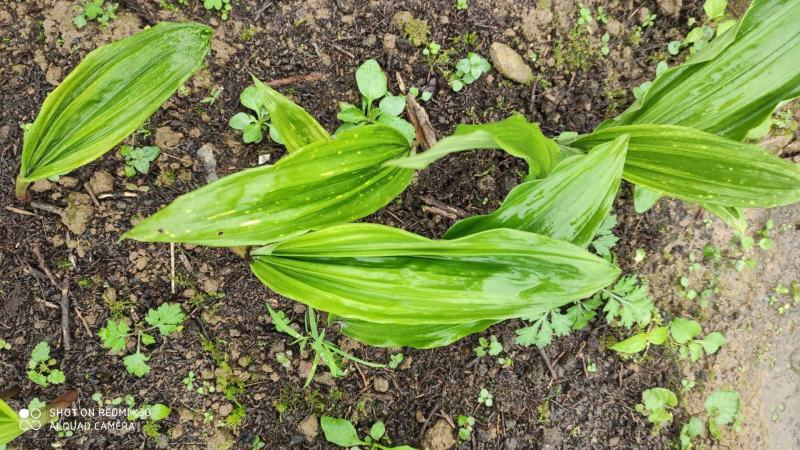 【一手货源】毛慈菇毛慈菇苗宽叶大量有货毛慈菇种植技术