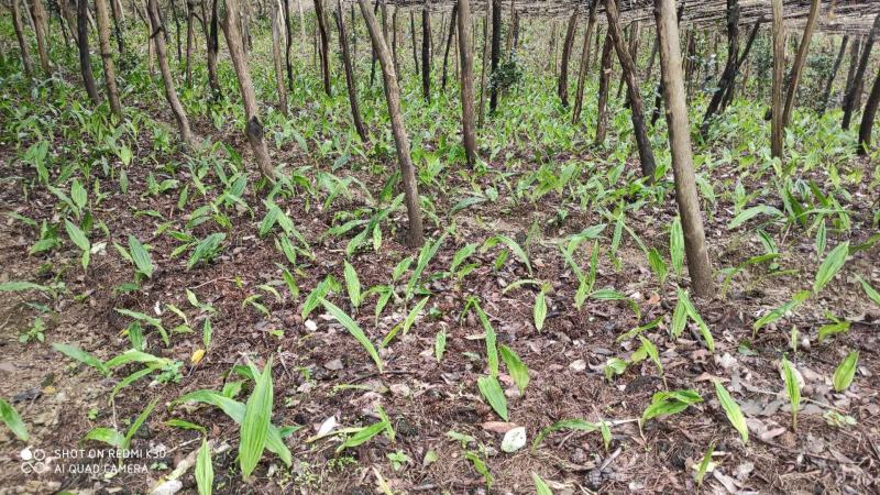 【一手货源】毛慈菇毛慈菇苗宽叶大量有货毛慈菇种植技术