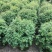 香水合欢球。自家基地，规格齐全，一手货源，量大从优