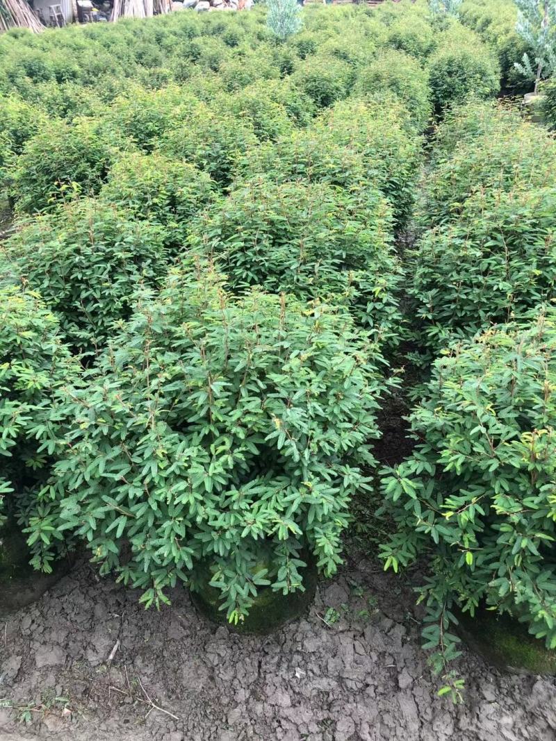 香水合欢球。自家基地，规格齐全，一手货源，量大从优