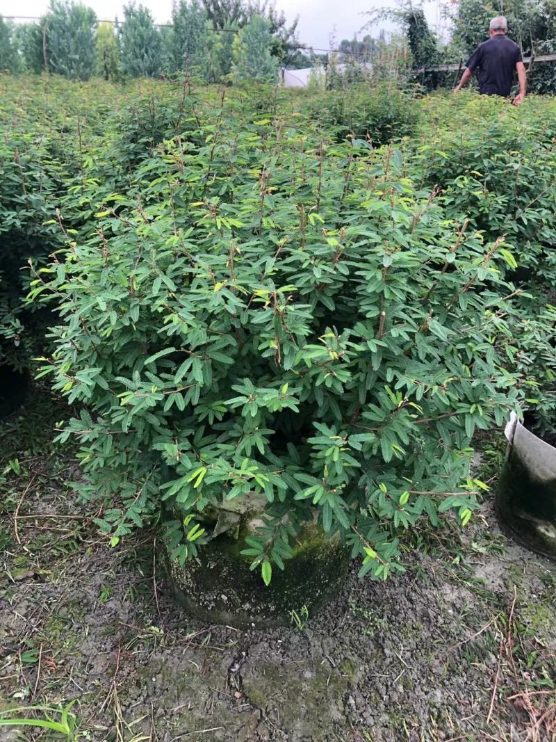 香水合欢球。自家基地，规格齐全，一手货源，量大从优