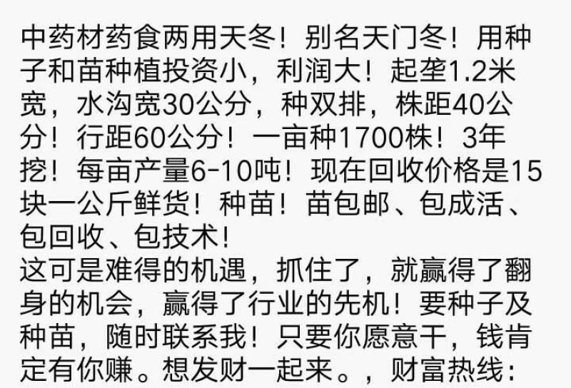 天冬苗云南大天冬天门冬苗量大优惠