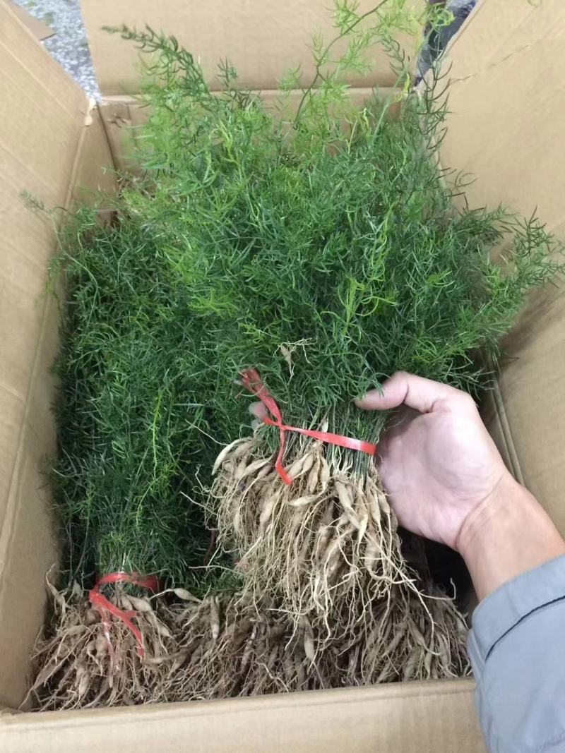 天冬苗云南大天冬天门冬苗量大优惠