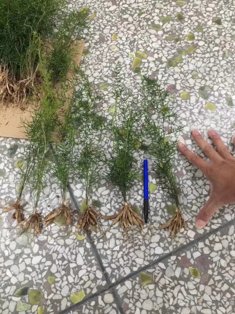 天冬苗云南大天冬天门冬苗量大优惠