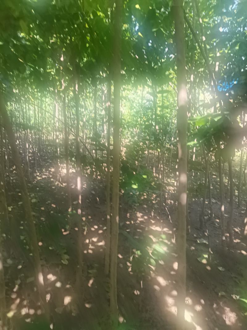 精品一级四公分杜仲苗自家基地直供，价格低质量好。
