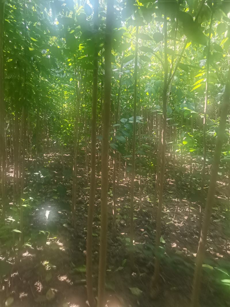 精品一级四公分杜仲苗自家基地直供，价格低质量好。