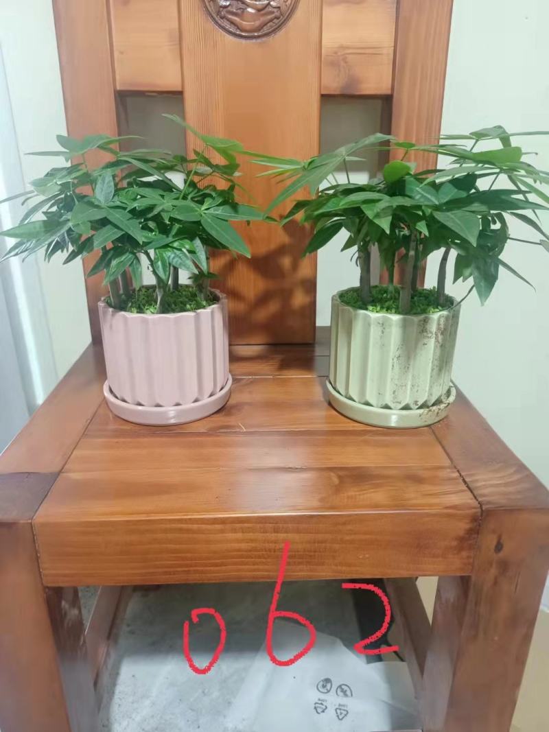 五福发财树小森林盆子随机