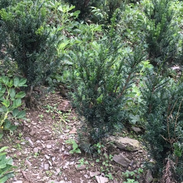 红豆杉，曼迪亚红豆杉