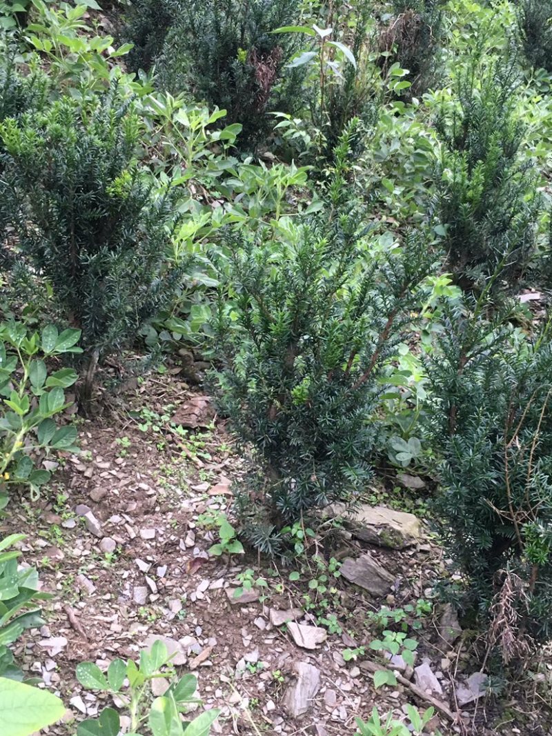 红豆杉，曼迪亚红豆杉