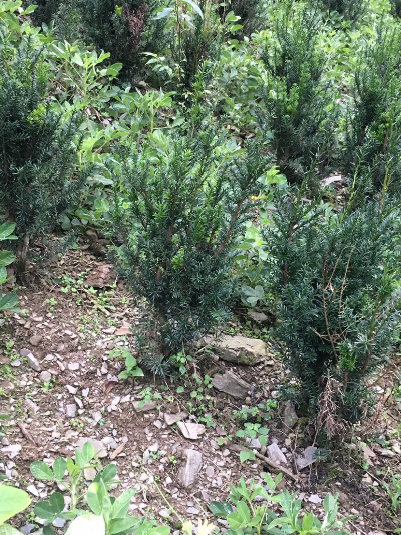 红豆杉，曼迪亚红豆杉