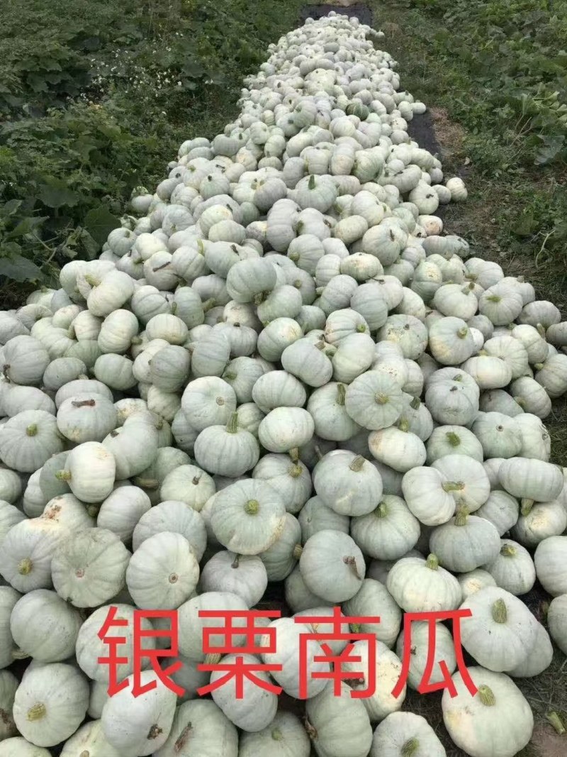 南瓜
