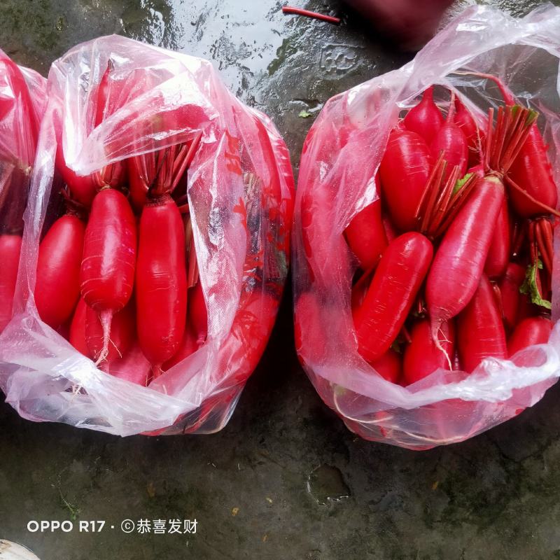 崇州市红皮萝卜大量出货