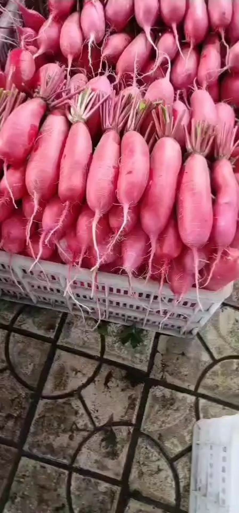崇州市红皮萝卜大量出货