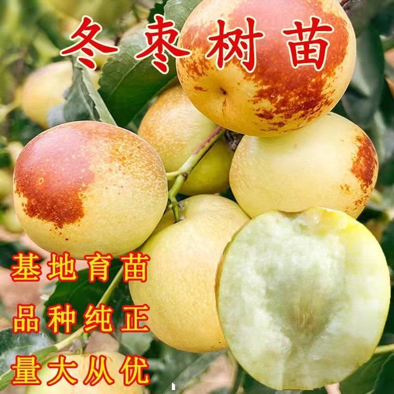 冬枣苗大红枣脆枣嫁接枣树苗产量高易管理提供技术