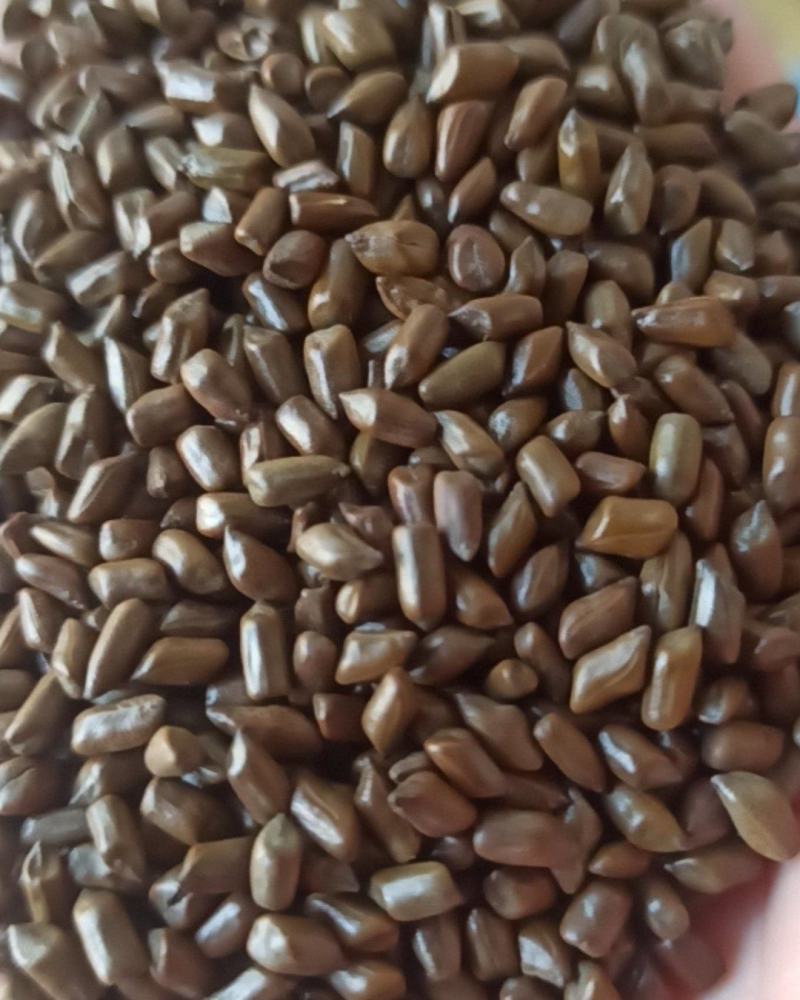 决明子炒决明子选可泡茶中药材批发决明子质量保证