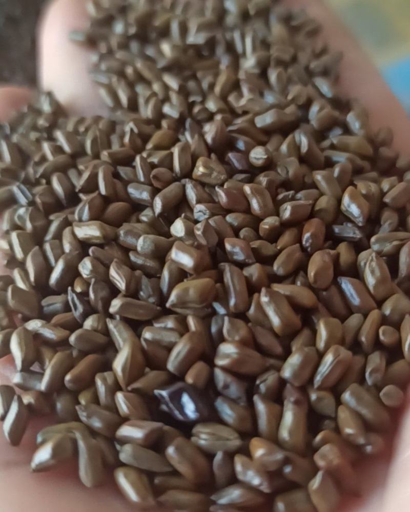 决明子炒决明子选可泡茶中药材批发决明子质量保证