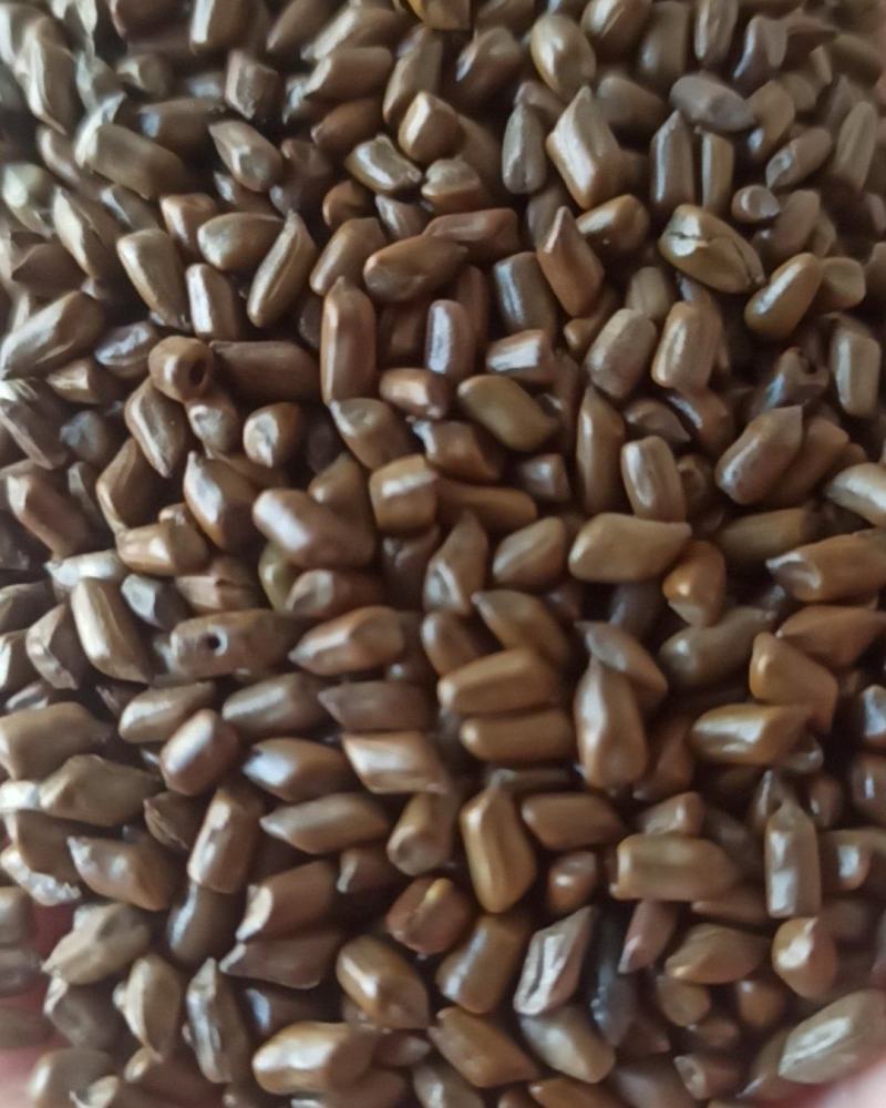 决明子炒决明子选可泡茶中药材批发决明子质量保证