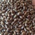 决明子炒决明子选可泡茶中药材批发决明子质量保证