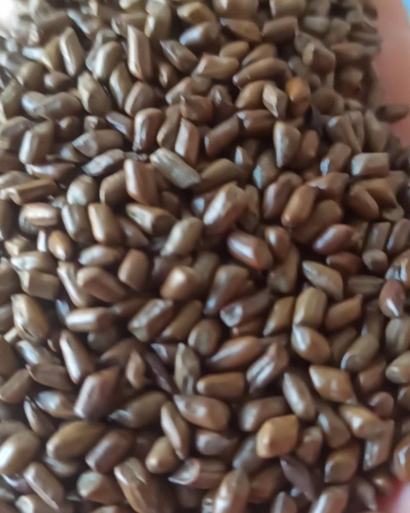 决明子炒决明子选可泡茶中药材批发决明子质量保证