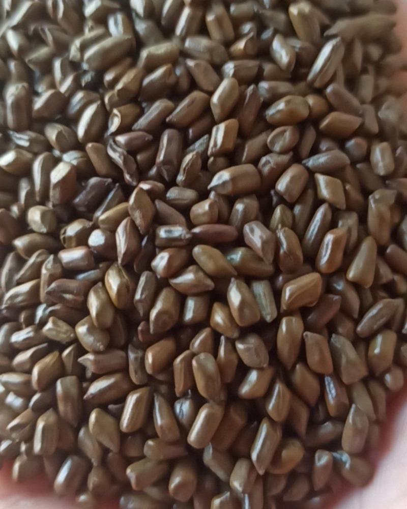 决明子炒决明子选可泡茶中药材批发决明子质量保证