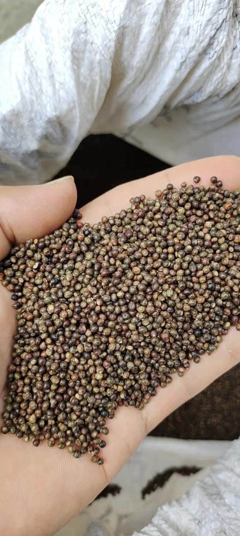 千斤拔种子小叶红皮千斤拔种子饱满发芽率高提供技