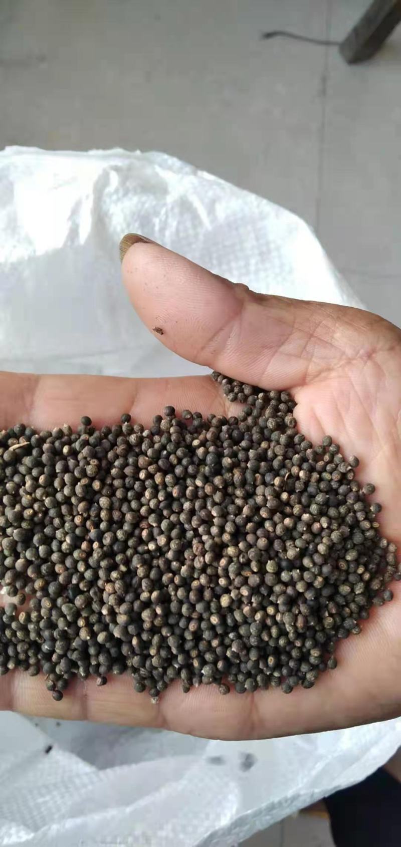 千斤拔种子小叶红皮千斤拔种子饱满发芽率高提供技