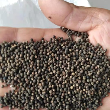 千斤拔种子小叶红皮千斤拔种子饱满发芽率高提供技