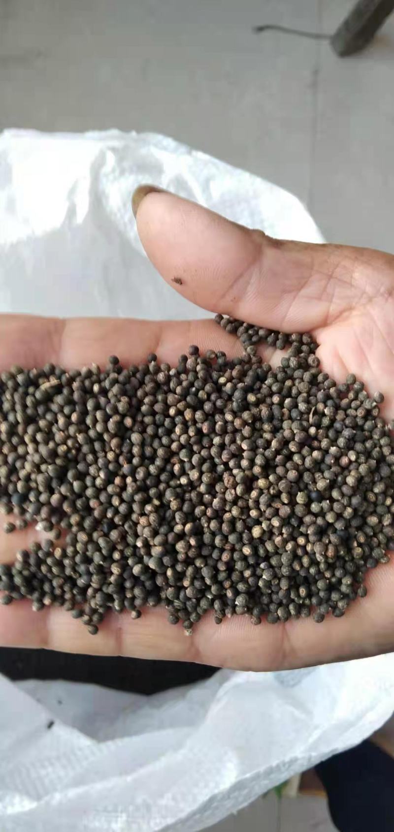 千斤拔种子小叶红皮千斤拔种子饱满发芽率高提供技