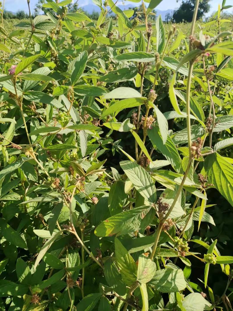 千斤拔种子小叶红皮千斤拔种子饱满发芽率高提供技