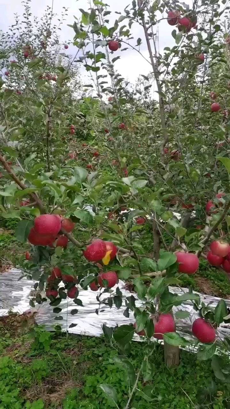 大凉山盐源糖心丑苹果产地直供现摘现发一件代发