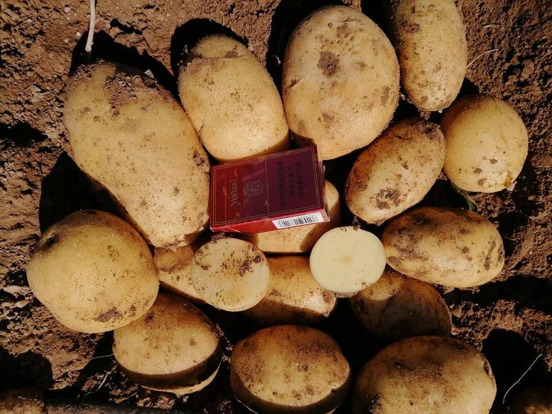 河北内蒙土豆，品种齐全，质量优良，代发全国，价格优惠