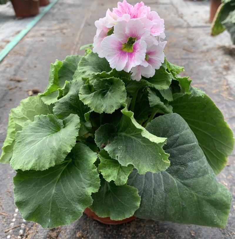 四季樱花四季生阳台庭院办公室