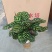 水培网红绿植室内绿植盆栽基地直销精品盆栽全国一件代发物美