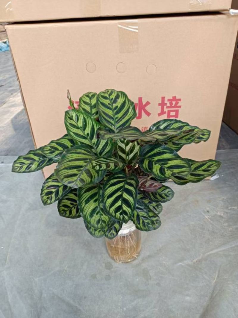 水培网红绿植室内绿植盆栽基地直销精品盆栽全国一件代发物美