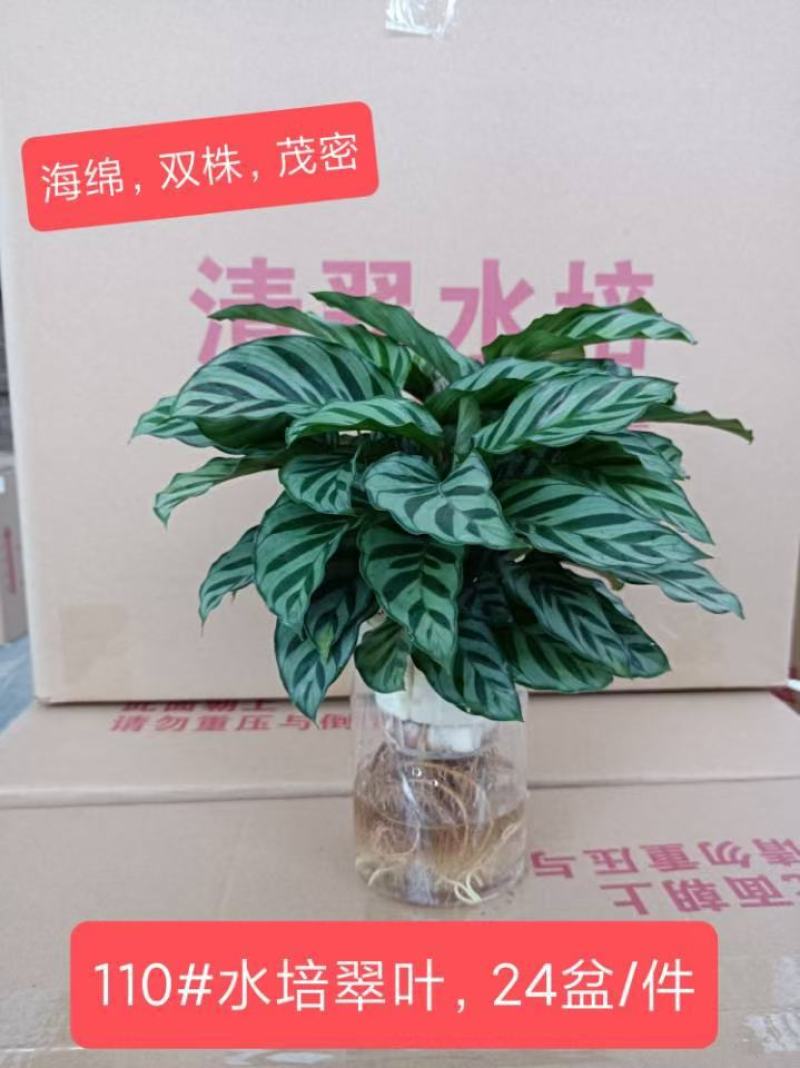 水培网红绿植室内绿植盆栽基地直销精品盆栽全国一件代发物美