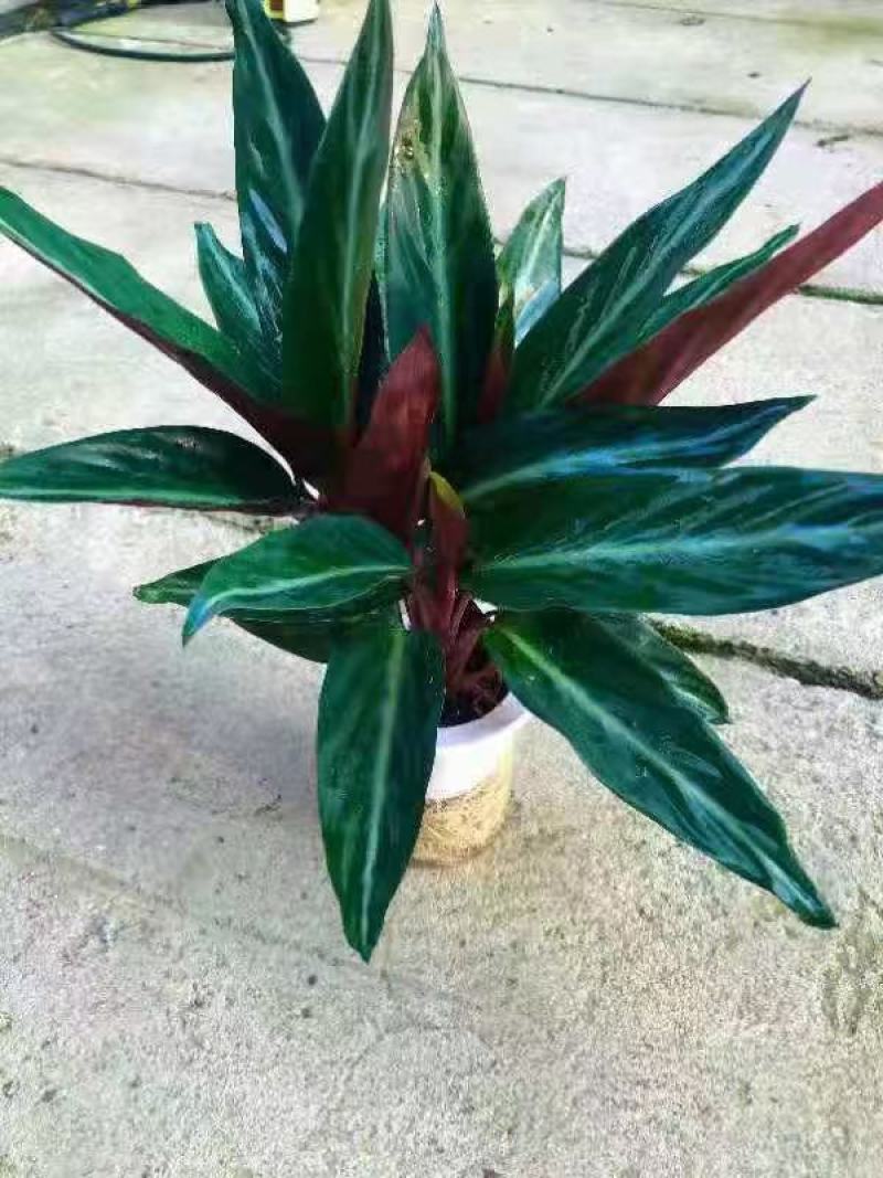 水培网红绿植室内绿植盆栽基地直销精品盆栽全国一件代发物美