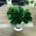 水培网红绿植室内绿植盆栽基地直销精品盆栽全国一件代发物美