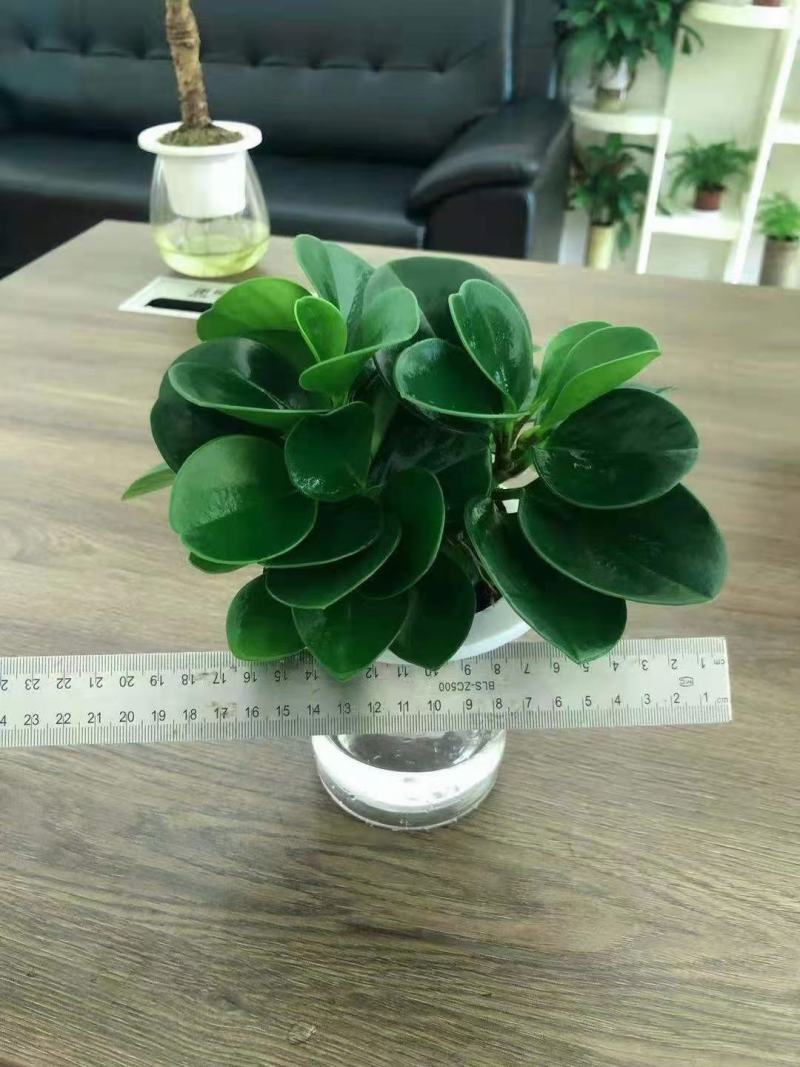 水培网红绿植室内绿植盆栽基地直销精品盆栽全国一件代发物美