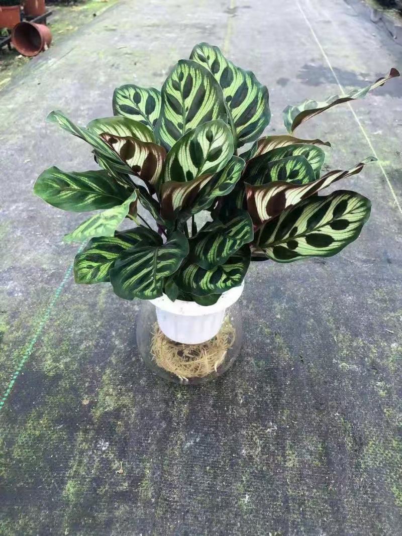 水培网红绿植室内绿植盆栽基地直销精品盆栽全国一件代发物美