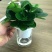 水培网红绿植室内绿植盆栽基地直销精品盆栽全国一件代发物美