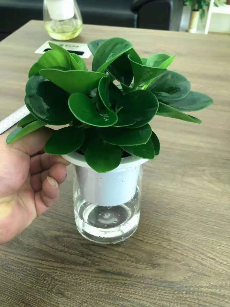 水培网红绿植室内绿植盆栽基地直销精品盆栽全国一件代发物美