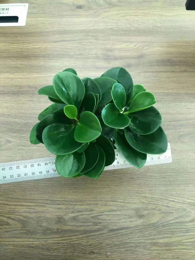 水培网红绿植室内绿植盆栽基地直销精品盆栽全国一件代发物美