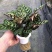 水培网红绿植室内绿植盆栽基地直销精品盆栽全国一件代发物美