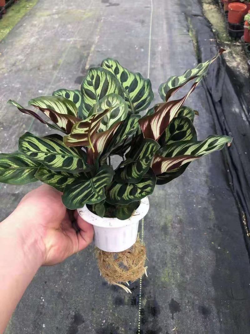 水培网红绿植室内绿植盆栽基地直销精品盆栽全国一件代发物美